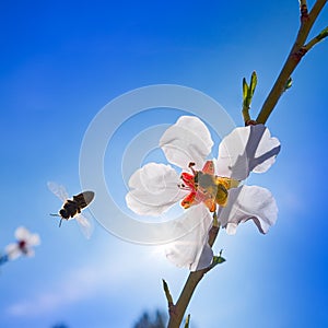 Almond flower tree with bee pollination in spring