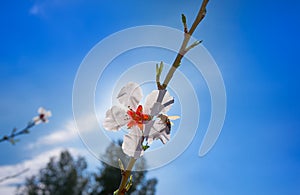 Almond flower tree with bee pollination in spring