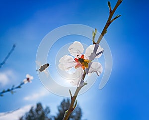 Almond flower tree with bee pollination in spring