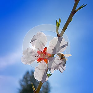 Almond flower tree with bee pollination in spring