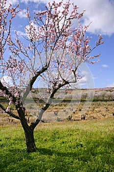 Almond flower trees field pink white flowers