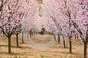 Almond flower trees at spring