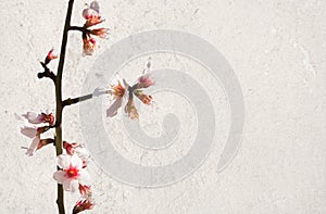 Almond flower twig on white roughcast wall