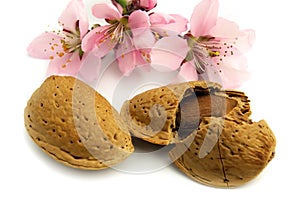 Almond with flowers