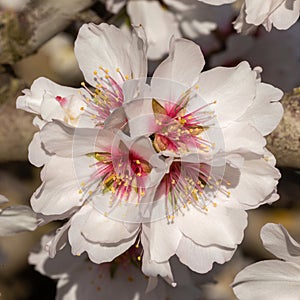 Almond Flowers Blooming in Modesto California photo