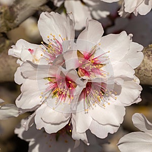 Almond Flowers Blooming in Modesto California