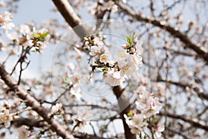 Almond flowers and branches over blue sky blurred background