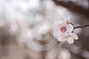 Almond flowers close up focus over blurred background spring seasonal plant blooming