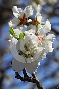 Almond flowers closeup. Flowering branches of an almond tree in an orchard