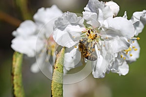 Almond flowers closeup. Flowering branches of an almond tree in an orchard