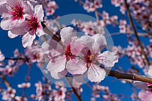 Almond flowers prunus dulcis, blooming