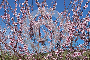 Almond flowers, prunus dulcis, blooming