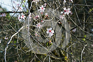 Almond Flowers Welcomes the Spring