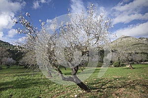 Almond forest in Mallorca
