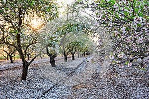 Almond garden in fading sun beams