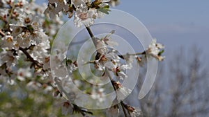 Almond gardens, Almond orchard in bloom. Blossoming trees in Israel