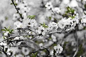 Almond gardens, Almond orchard in bloom, Judea plains Israel