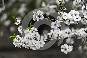 Almond gardens, Almond orchard in bloom, Judea plains Israel