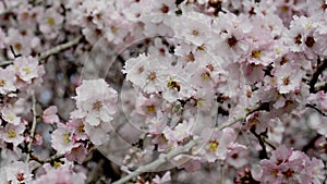 Almond gardens, Almond orchard in bloom, Judea plains Israel