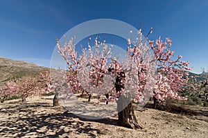 Almond grove