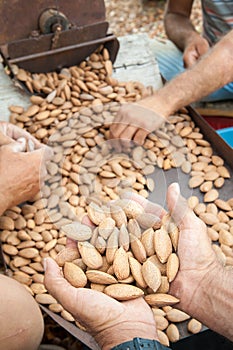 Almond harvest time