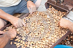 Almond harvest time