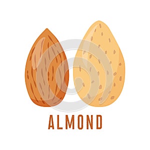 Almond icon. vector illustration