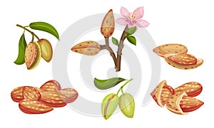 Almond Kernel with Green Leafy Branch and Blossoming Flower Vector Set