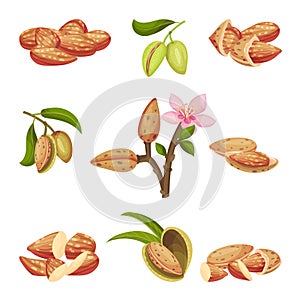 Almond Kernel with Nutshell and Without Vector Set. Organic Food Ingredient