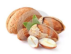Almond kernel photo