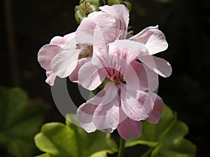 Almond leaves