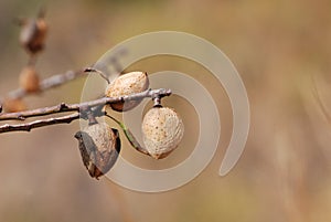 Almond nut growing on almond tree