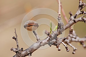 Almond nut growing on almond tree