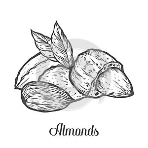 Almond nut seed vector. on white background. Almond milk food ingredient. Engraved hand drawn almond illustration in retr