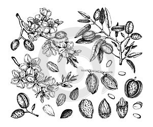 Almond nut sketches set. Hand-drawn vector illustrations. Vintage design with blooming branches, flowers, nuts, and leaves for