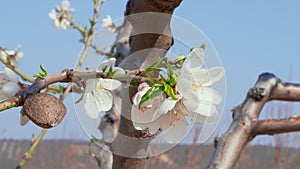 Almond nut and white flowers - ripeness & freshness concept