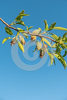 Almond nuts growing on a tree branch in almond