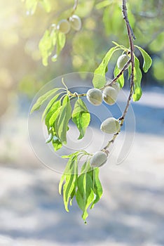 Almond nuts growing on a tree branch in almond orchard
