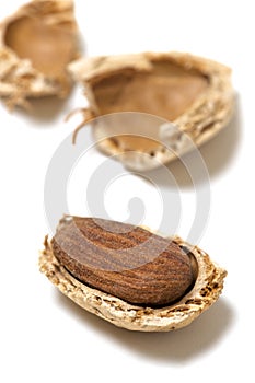 Almond Nuts Isolated on White