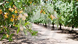 Almond Nuts Tree Farm Agriculture Food Production Orchard California