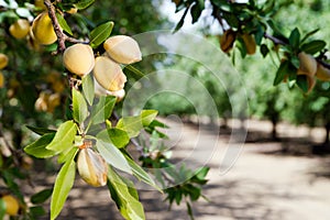 Almond Nuts Tree Farm Agriculture Food Production Orchard California