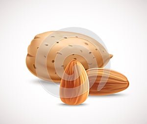 Almond nuts. Vector illustration