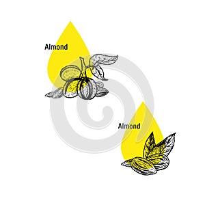 Almond oil icon set. Hand drawn sketch. Extract of plant. Vector illustration