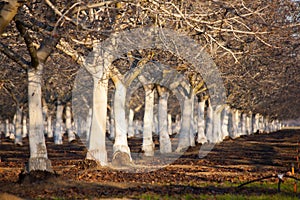 Almond Orchard