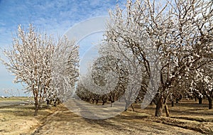 Almond orchard alley