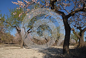 Field of almond trees, springtime, Balones, Spain photo