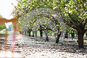 Almond Orchard with bare trees in Winter