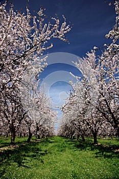 Almond Orchard In Bloom photo