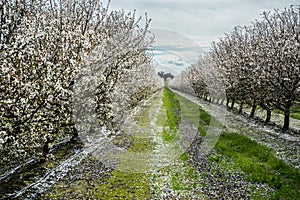 Almond orchard in early bloom