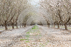 An almond orchard in a pink bloom.